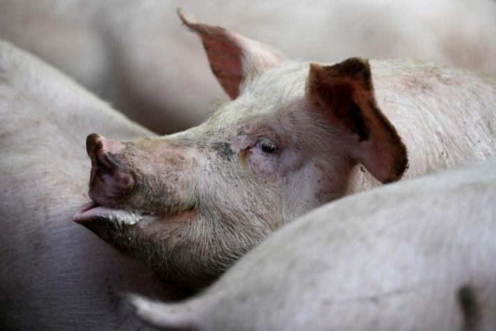 Científicos reactivan funciones de células cerebrales de cerdos muertos