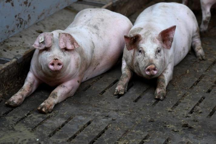 Científicos descubren que el cerebro de los cerdos sigue funcionando horas después de su muerte
