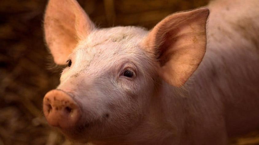 Cómo unos científicos lograron "revivir" los cerebros de varios cerdos 4 horas después de muertos