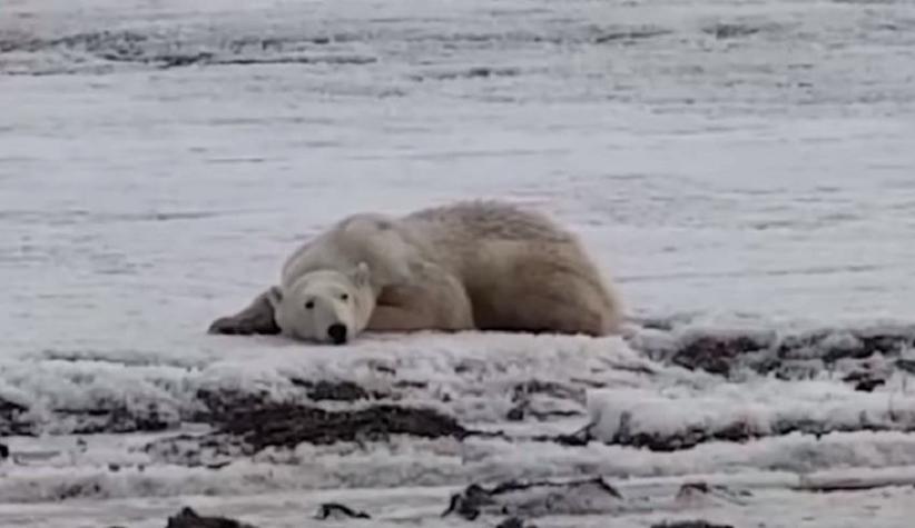 Exhausto y desnutrido: El desgarrador video de un oso polar que recorrió 700 km en busca de alimento