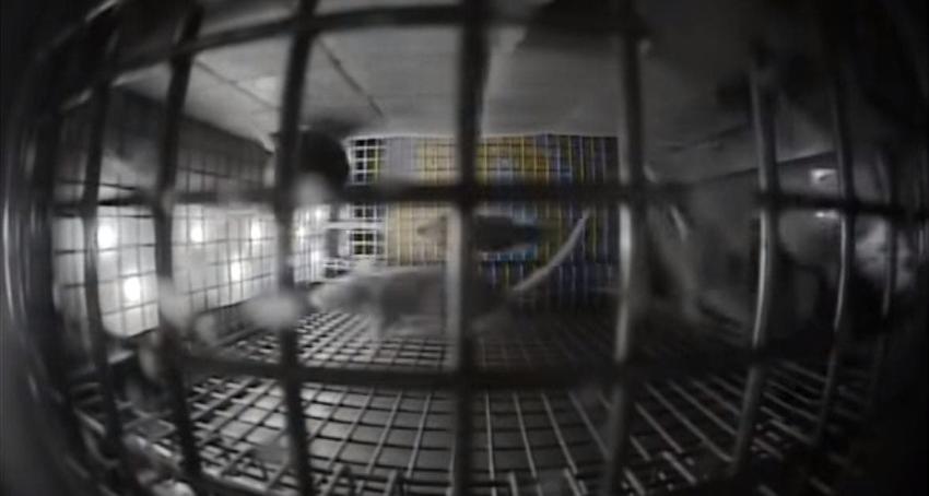 [VIDEO] El extraño comportamiento que tuvieron ratones enviados a la Estación Espacial Internacional