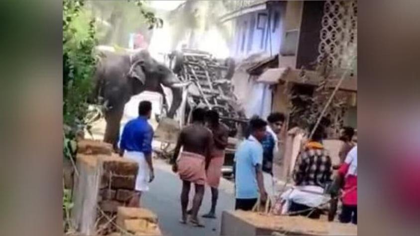 [VIDEO] Elefante se escapa y genera una serie de destrozos en India