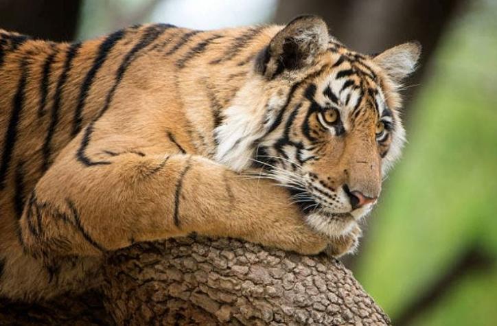 Tigre hiere gravemente a su cuidadora en un zoológico de Kansas
