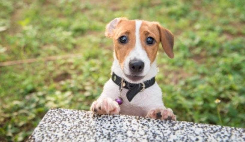 "Sin corazón": Familia vende a su perro por insólita razón que motivó repudio en redes sociales
