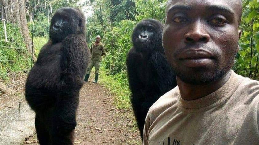 La foto que muestra a unos gorilas de pie y posando: ¿por qué no debería sorprendernos tanto?