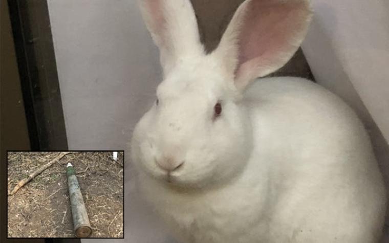 Ruffus, el conejo que encontró un misíl antiaéreo en una casa de Las Condes