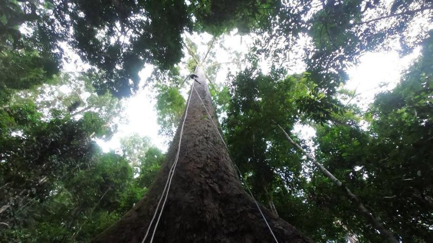 Los secretos de Menara, el gigante de los bosques tropicales