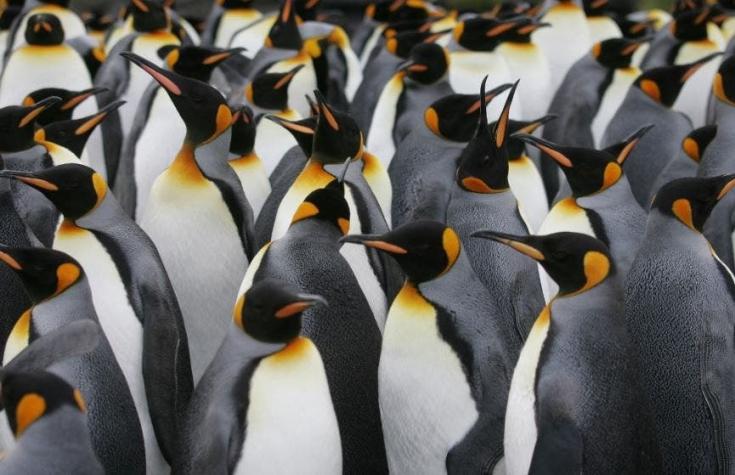 Crías de pingüino emperador mueren masivamente en la Antártica debido al derretimiento de su hogar