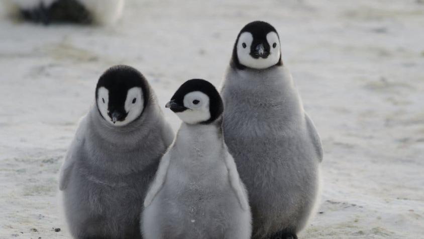 Pingüino emperador: la catástrofe que hizo que se ahogaran miles de crías en la Antártida