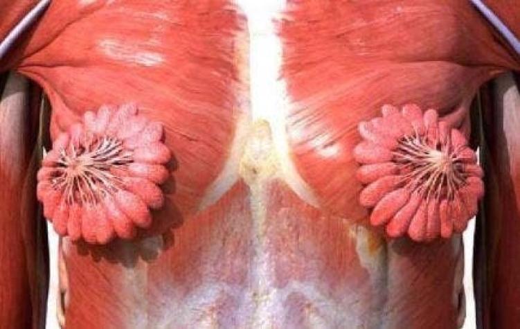 [FOTO] La impresionante imagen que muestra cómo son los conductos mamarios y que se volvió viral