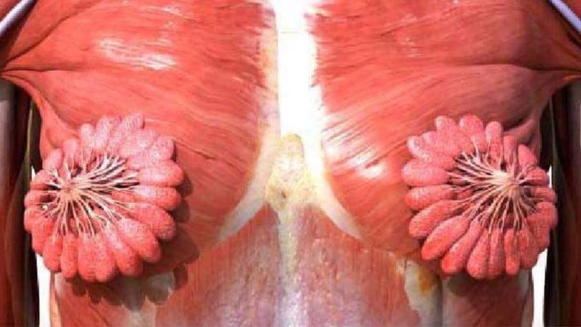 Qué tan verídica es la foto anatómica de los conductos mamarios que se volvió viral