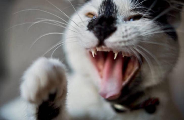 Polémica en Australia: Gobierno pretende matar millones de gatos con salchichas envenenadas