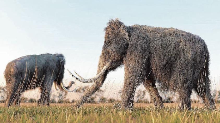 [FOTOS] Encuentran fósiles de elefantes prehistóricos en Perú