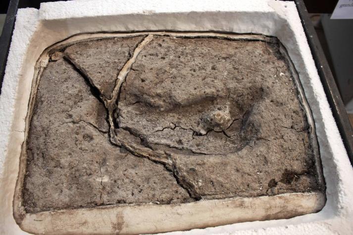 Encuentran la huella humana más antigua de América en Osorno