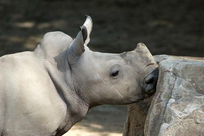 [VIDEO] Zoológico de Miami logró nacimiento de primer rinoceronte indio por inseminación artificial