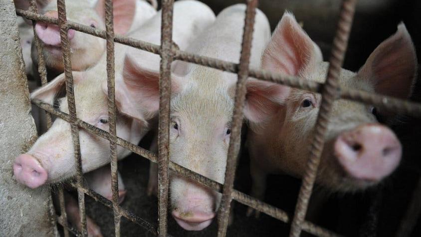 Por qué el precio del cerdo se dispara en el mundo (y quiénes pueden sacar ventaja de la crisis)