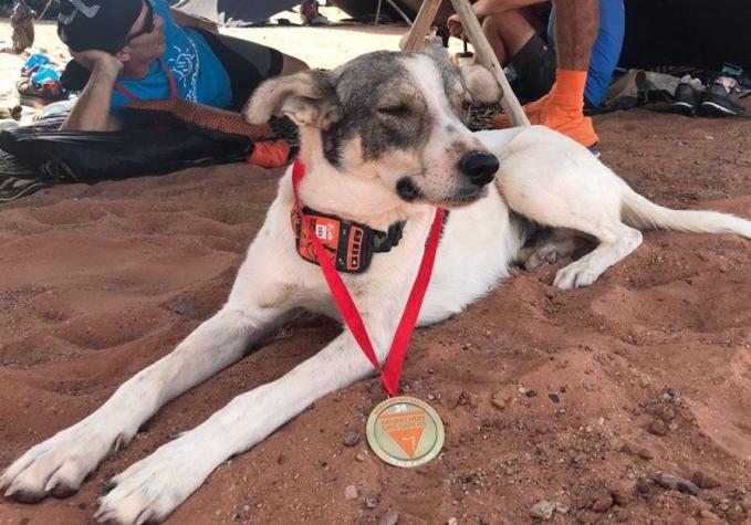 La increible historia de Cactus: El perro que corrió un ultramaratón