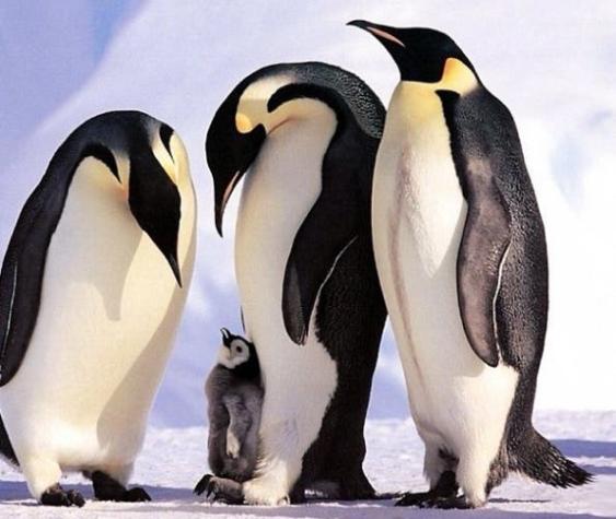 Cambio climático produce muerte de miles de crías de pingüino emperador