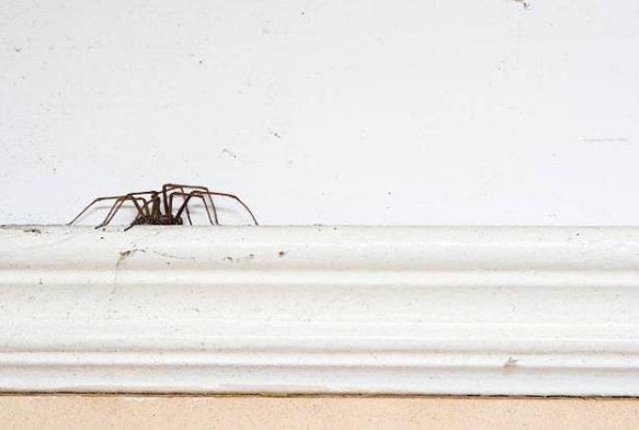 Encuentran araña australiana de diez centímetros en Iquique
