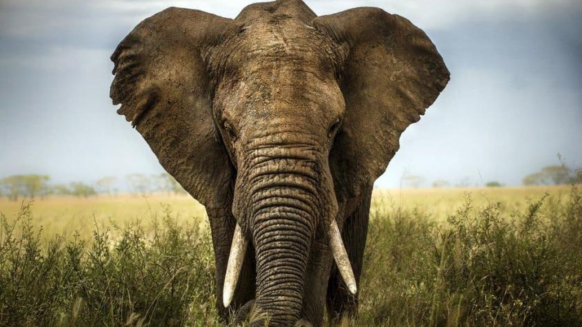 [VIDEO] Una elefante mata a un hombre que fotografiaba el cadáver de su cría