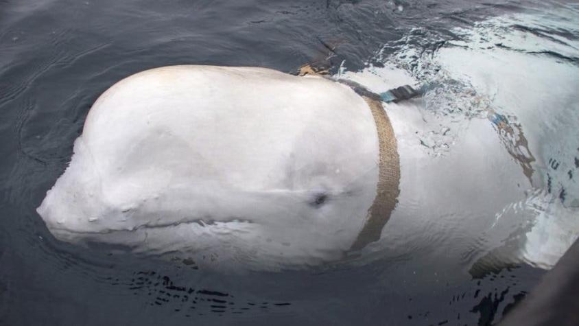 La "ballena espía" rusa que apareció siguiendo a unos barcos en Noruega