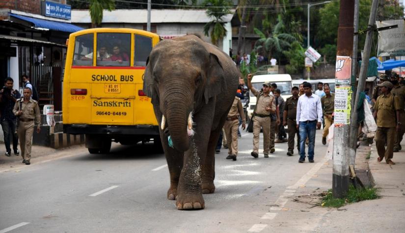 [VIDEO] Elefante escapa y provoca caos en las calles de ciudad india
