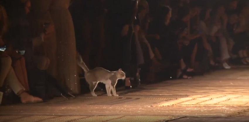 [VIDEO] Gato sorprende al subir a la pasarela de Dior... "desfiló" y terminó orinando a espectadora