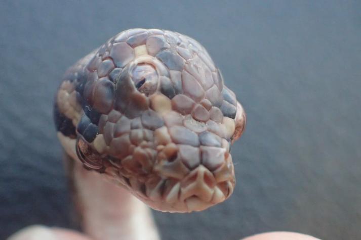 [FOTOS] Descubren una serpiente de tres ojos en Australia