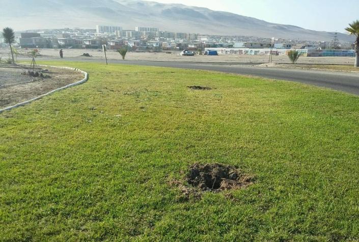 Denuncian el robo de cuatro palmeras reales desde la vía pública en Arica