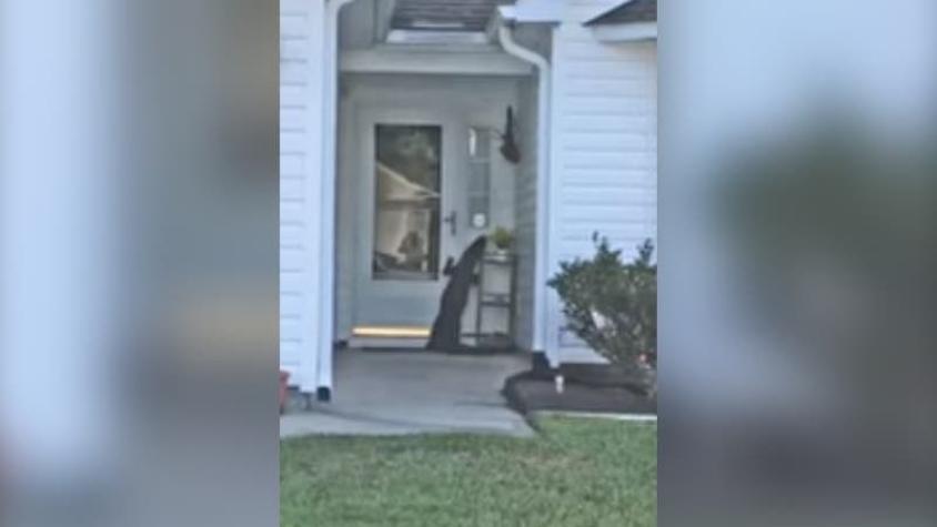 [VIDEO] Registro capta a cocodrilo intentando tocar el timbre de una casa en Estados Unidos