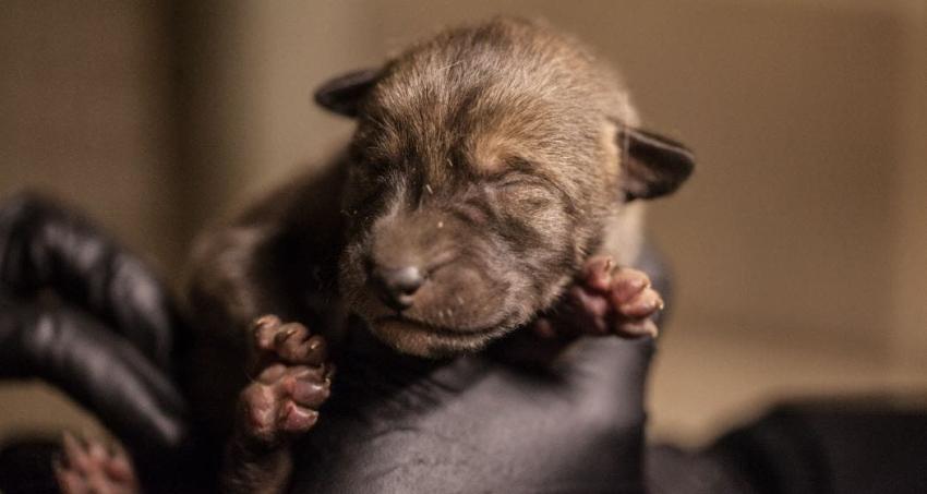 [VIDEO] Nacen cuatro lobos pelirrojos en peligro de extinción