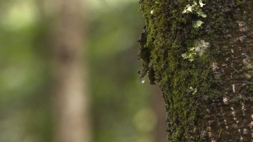 [VIDEO] Bosque de Queles: Un hallazgo de interés mundial en Chile
