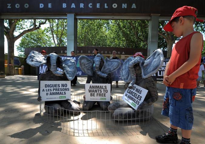 Barcelona aprueba propuesta para instalar el primer zoológico "animalista"