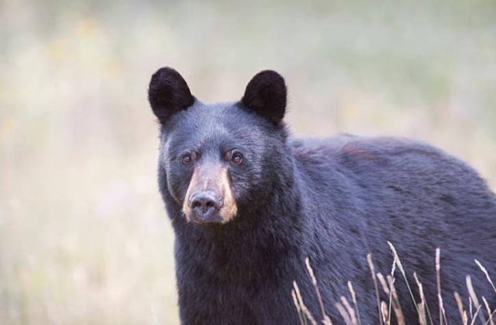 [FOTOS] A lo Ricitos de Oro: volvieron a casa y encontraron un oso en el jacuzzi