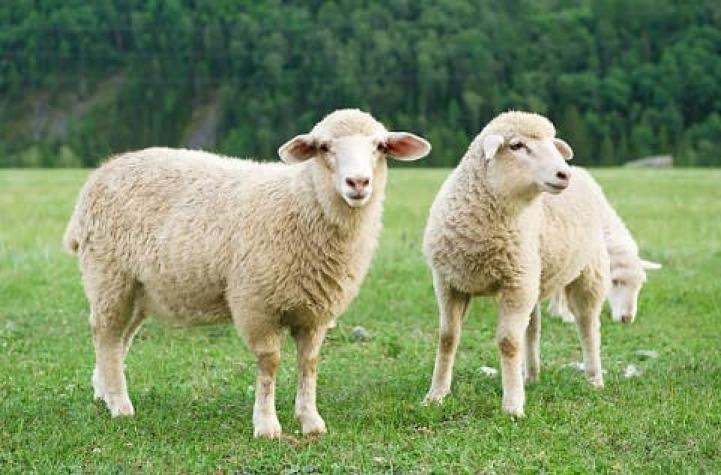 La insólita razón por la que 15 ovejas fueron inscritas como alumnas de una escuela francesa