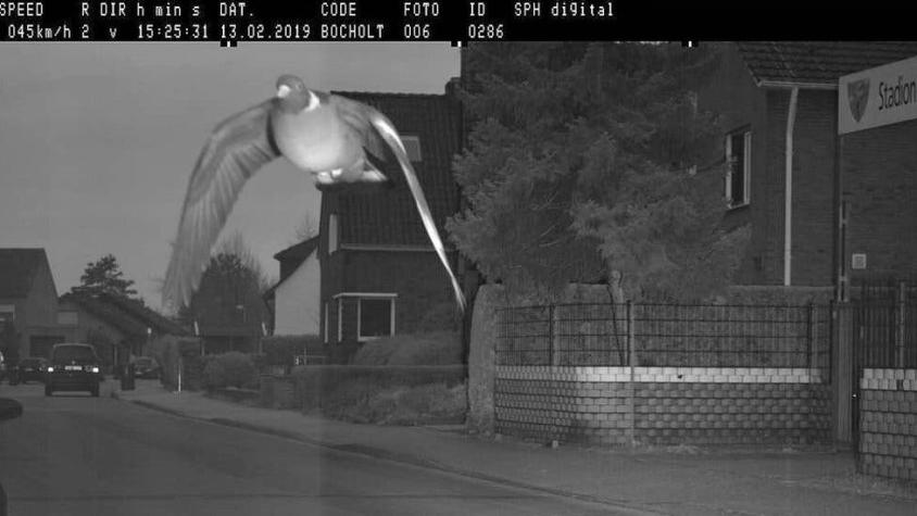 Paloma fue captada por una cámara por volar con "exceso de velocidad" (y cuya foto se volvió viral)