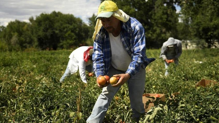 Aranceles al tomate mexicano: 4 efectos de la "guerra del tomate" entre México y EEUU
