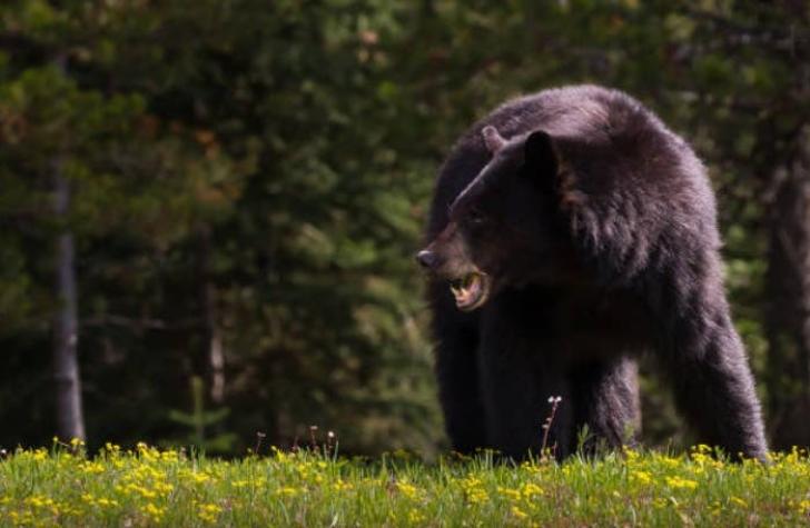 [VIDEO] Escucha ruidos en el patio y encuentra dos osos peleando ferozmente