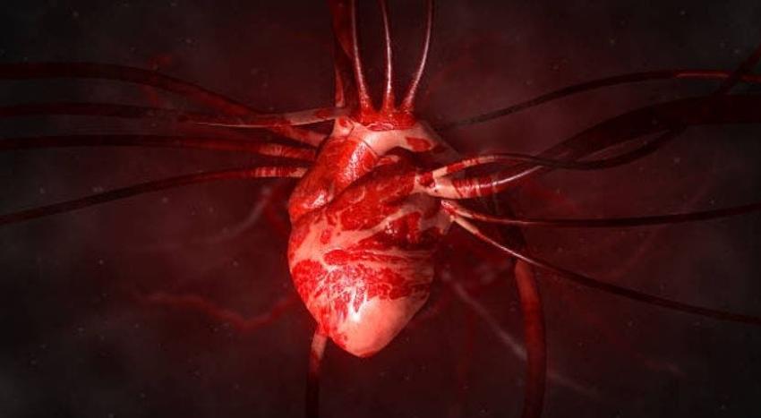 Médicos chilenos descubren estructura celular clave para reparar el corazón