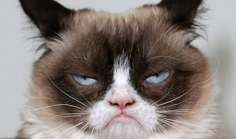 Tras la muerte de Grumpy Cat, estos son los mejores memes que dejó la gata más famosa de internet