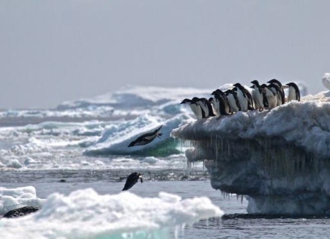La Antártica en crisis: Superficie ha perdido hasta 122 metros de grosor en algunas zonas