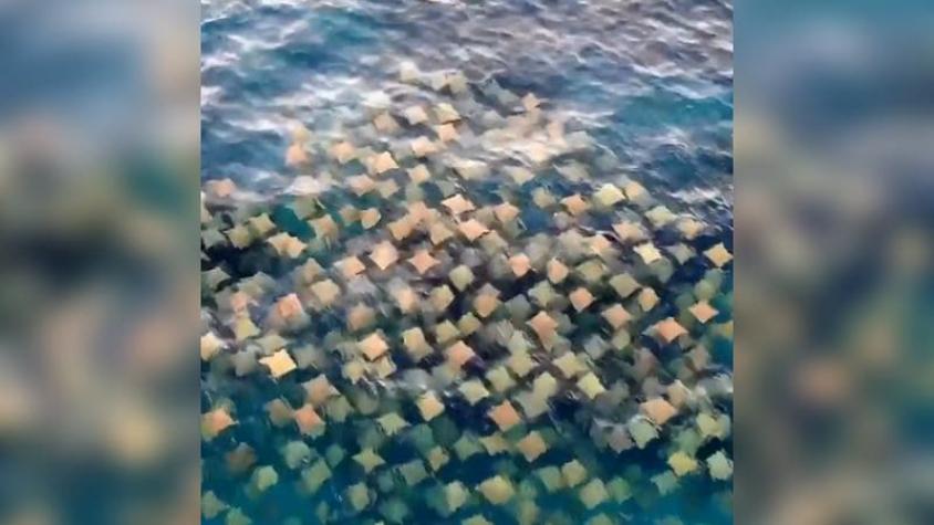 [VIDEO] Cuadrados multicolor: Drone capta extraño y llamativo evento natural en aguas australianas
