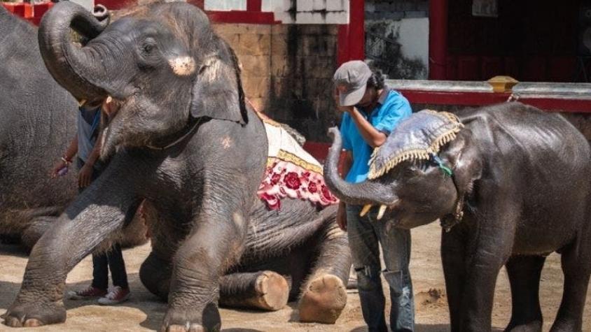 Muere bebé elefante que era obligado a hacer trucos y bailar en Tailandia