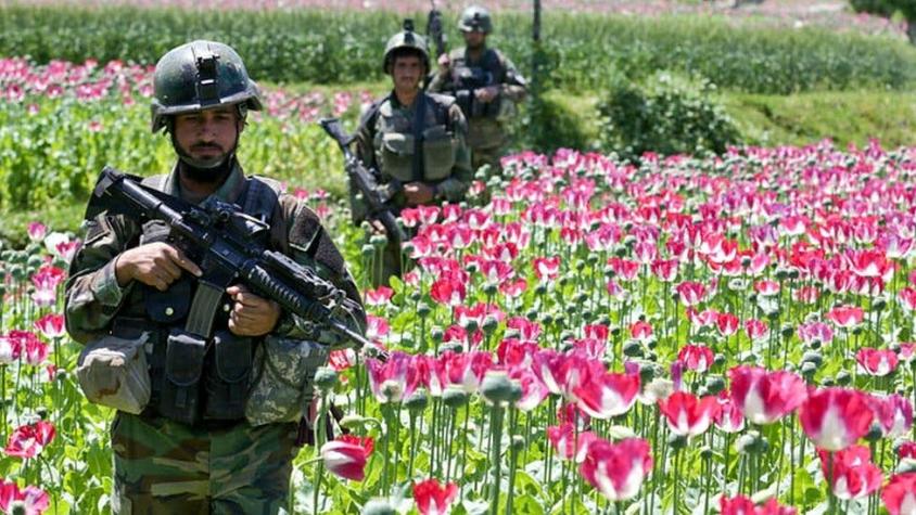 Por qué Estados Unidos perdió la guerra contra el opio en Afganistán tras gastar US$1.500 millones