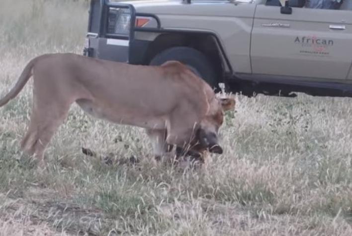 [VIDEO] Perro salvaje finge estar muerto para no ser devorado por una leona