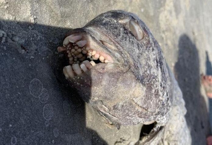 [FOTOS] "Nunca había visto algo así": Mujer encuentra pez con "dientes humanos" en playa de EE. UU.