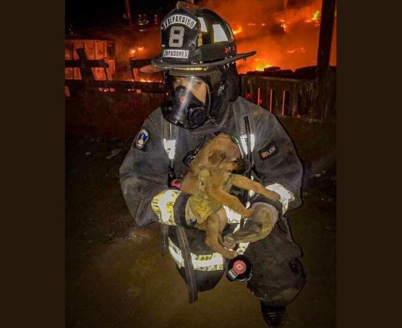 Bomberos rescató a cachorros durante incendio en Valparaíso