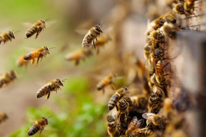 [VIDEO] Pareja escucha extraño zumbido en la muralla y descubre un enorme panal con 80 mil abejas