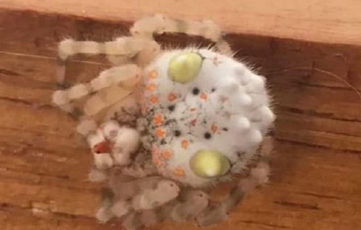 La explicación detrás de la "araña sushi" que encontró un hombre australiano