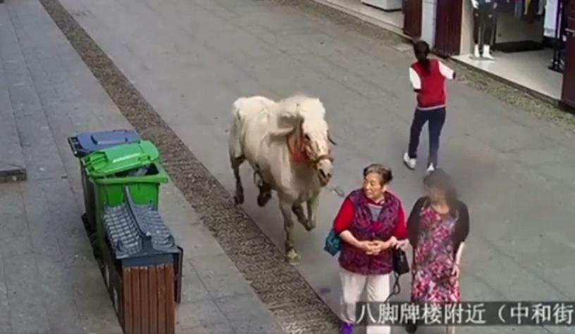 [VIDEO] El impactante momento en que un caballo fuera de control atropella a peatones en China